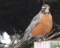 The American robin is the State bird of Connecticut - photo by Denise Motard