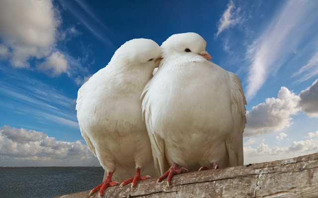 Beautiful Love Pigeons HD Wallpaper Free