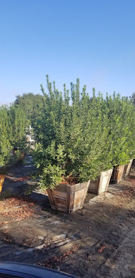 Pacific Wax Myrtle