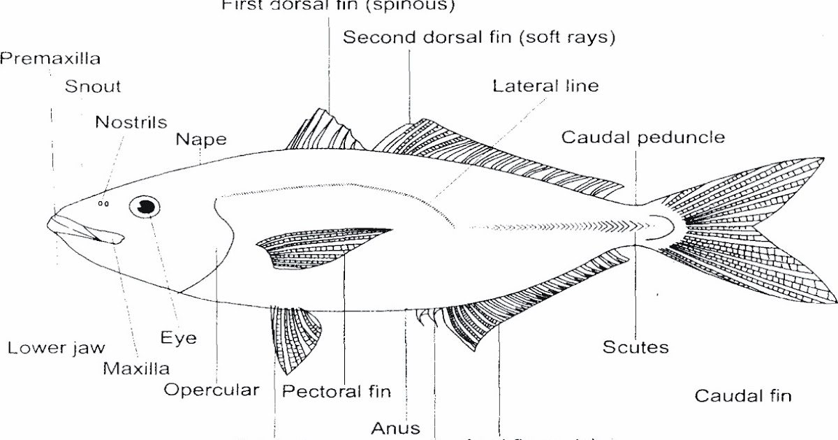 ACEH ASOKAYA ANATOMI IKAN 