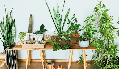 Plantas que fizeram sucesso no passado voltam a ocupar espaço na decoração 