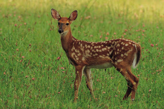 deer photo