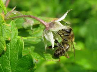 So bestäuben Sie Himbeeren mit Bienen