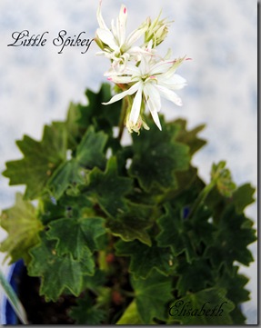 pelargonier i juni 2012 043