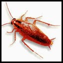 http://www.ampmexterminators.com/How-to-get-rid=of-cockroaches.php