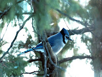 Blue Jay Bird Habitat