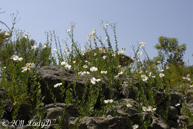 Matilija Poppy surrounding rocks: LadyD Books