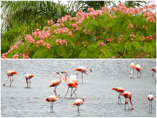 Acacia de Constantinopla en flor / Flamencos - Chacra Educativa Santa Lucía