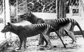 Los últimos tigres de Tasmania