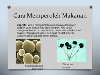 Jamur atau Fungi  Habitat dan Makanannya