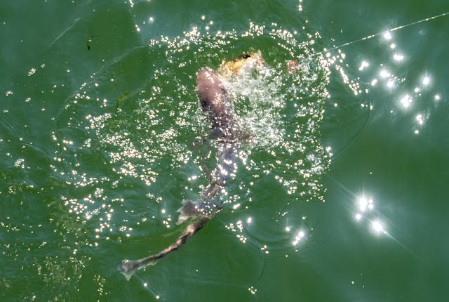 Photo of the tope chasing the cod Phil had hooked