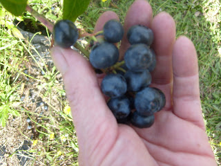 Blueberry health properties