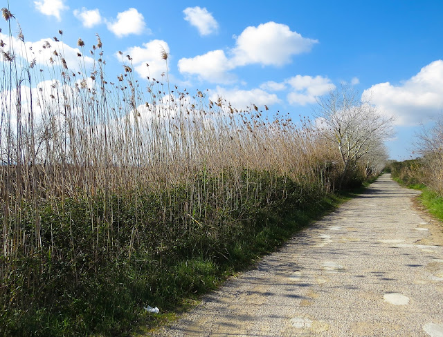 S’Albufera Natural Park, Mallorca