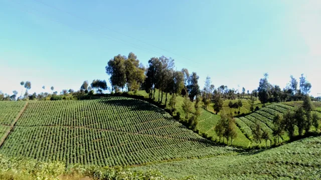 Perkebunan Masyarakat Ranupani