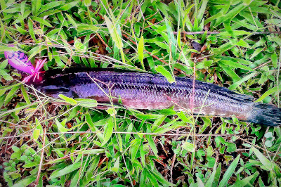 casting jalak atau haruan di kota marudu, sabah. farang ba top water lure