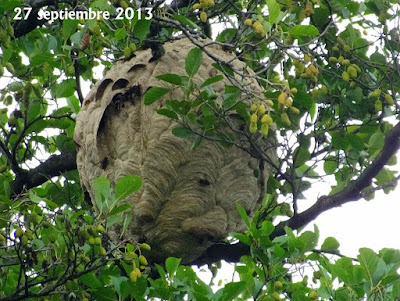 Avispa asiática (Vespa velutina nigrithorax) I parte 