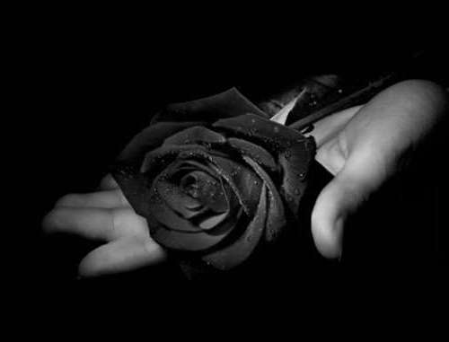 Macfull Blog: Mawar hitam