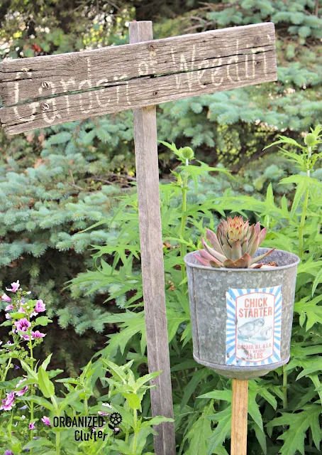 "Chick Starter" Sempervivum Junk Garden Planter organizedclutter.net