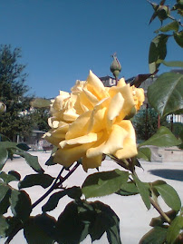 Rosa galega