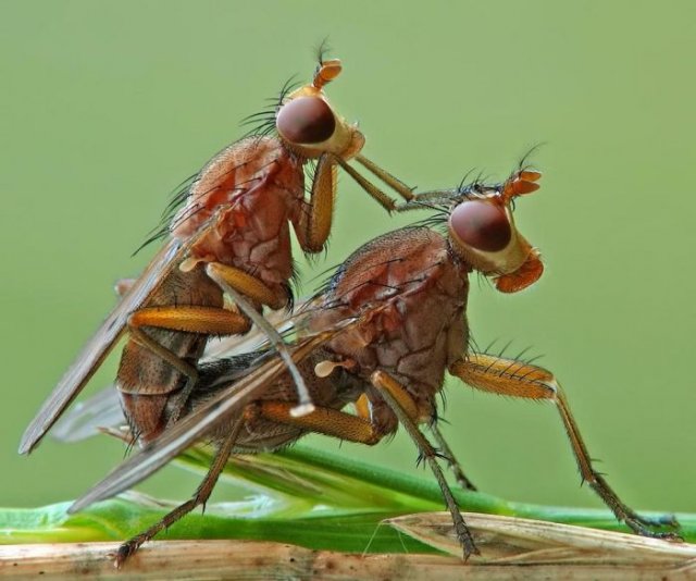 Amazing High Quality Photos Of Insects Seen On www.coolpicturegallery.us