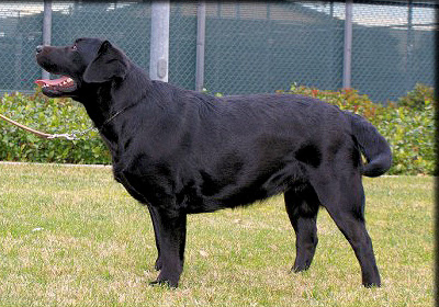 Female Black Labrador Retriever