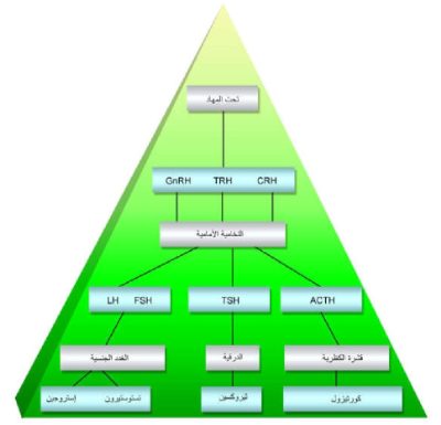 الشكل 14 - 9: السيطرة على إفراز الهرمونات بواسطة العوامل الهرمونية. في هذا المخطط تسيطر تحت المهاد بإفرازاتها على النخامية الأمامية وهذه تسيطر بدورها على غدد أخرى. لاحظ أن الشكل هنا لا يبين أثر التغذية الراجعة السلبية لهرمونات القاعدة على الغدد في قمة الهرم.