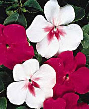 SUMMERROMANCEMIXIMPATIENS