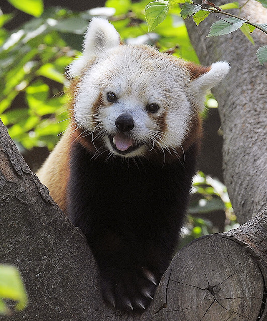 Red Panda - Panda Rojo