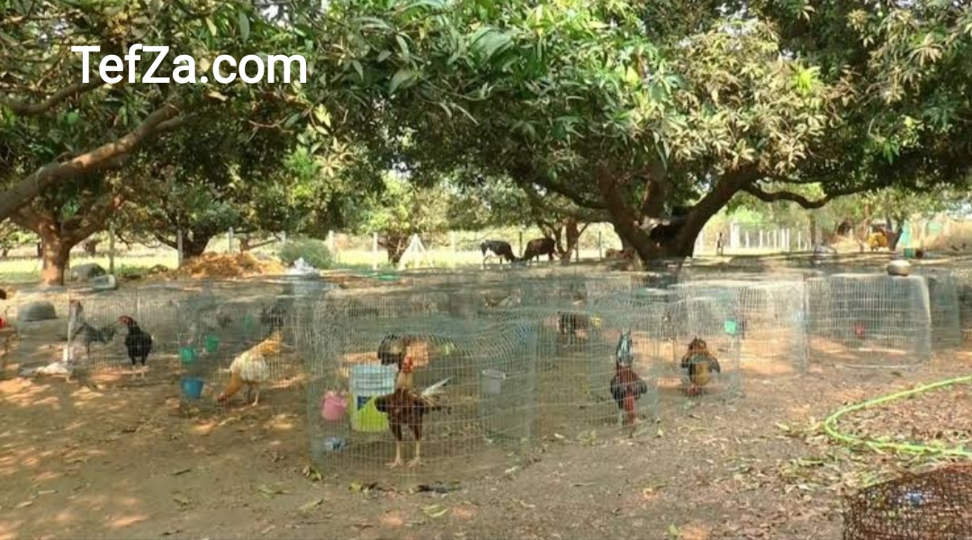 Telangana: Don't feel depressed about not getting a job.. Lakhs raising chickens in a mango garden