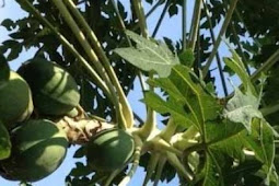 manfaat daun pepaya untuk kesehatan