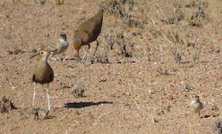 Burchell's Courser, Benguela Lark, Stark's Lark