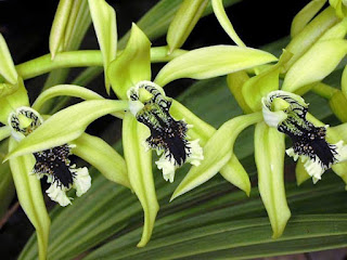Gambar Bunga Anggrek Hitam (Black Orchid Flowers) 11000