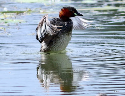 "Little Grebe - Tachybaptus ruficollis,flapping its wings."