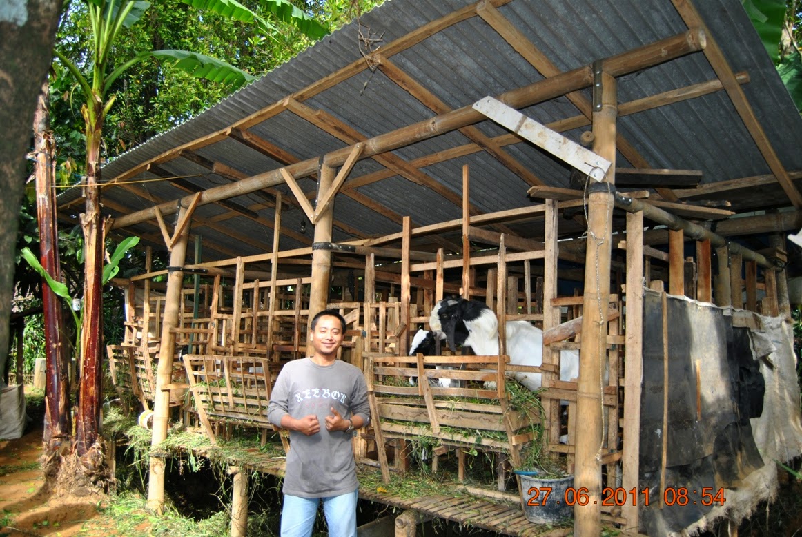 Kandang Kambing Bambu | My Kandang
