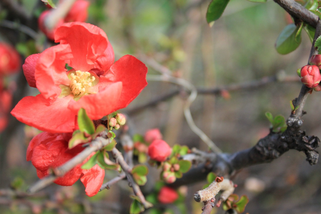 Flowering Quince