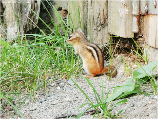 Ardilla Rayada (Chipmunk)