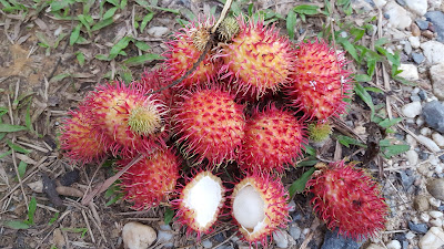 Health benefits of Rambutan Fruit for Weight Loss (Diet)