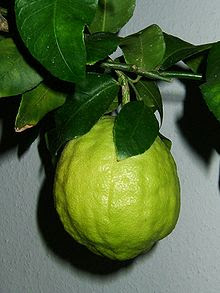 Citrus medica garden plant