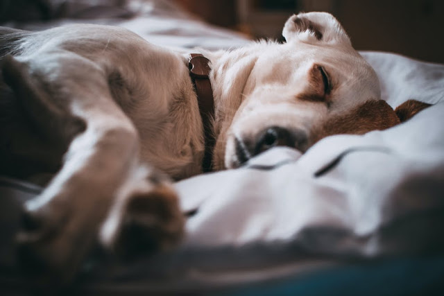 How Many Years Do Dogs Live
