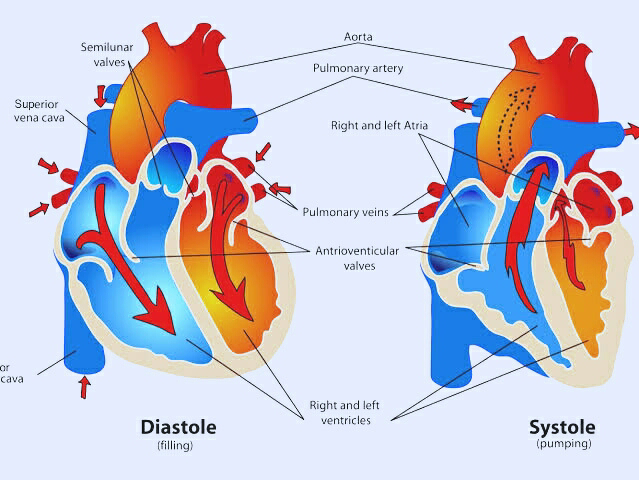 complete cardiac cycle