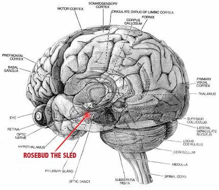 human brain diagram. skip to main | skip to sidebar