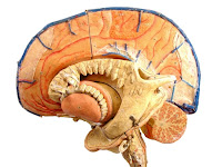 Anatomical Brain Model2