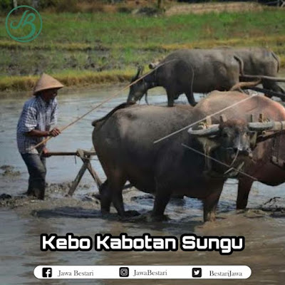 Kebo Kabotan Sungu