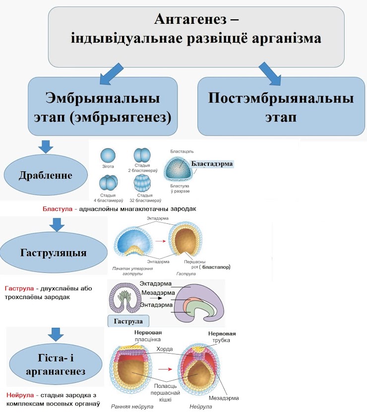 Антагенез жывёл: эмбрыянальны этап