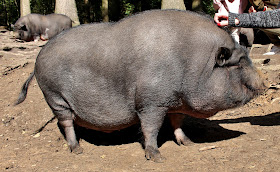 Schweine im Wildpark Schwarze Berge