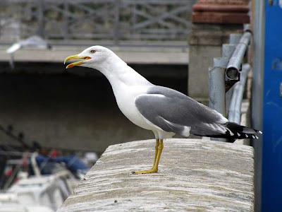 Seagull calling, Livorno