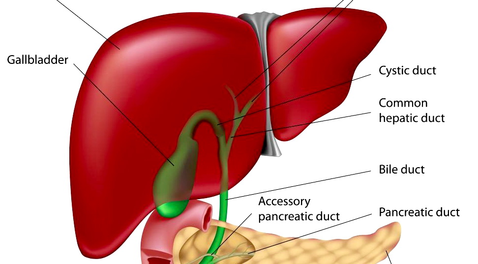 10 Organ Paling Berat Manusia  BLOGCASK