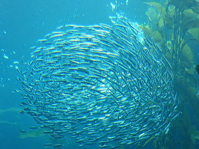 P1000350