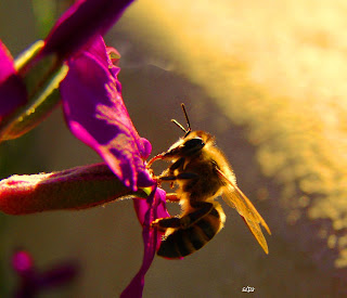 Biene, con ong, Bee, пчела, abeja, abeille, пчела, včela, mehiläinen, μέλισσα, ape, 蜂, abella, pčela, bitė, honingbij, bie, pszczoła, abelha, albină, пчела, 