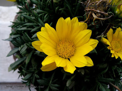 Treasure flower - Gazania rigens